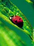 Afbeelding van Animal Essences Ladybug (Lieveheersbeestje) (30ml)