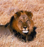 Afbeelding van Animal Essences Lion (Leeuw) (30ml)