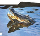 Afbeelding van Animal Essences Alligator (30ml)