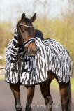 Abbildung von MASTER Exercise Riding Rug with Neck